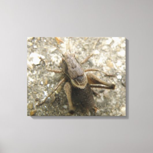 Bruin Veldkrekel Canvasprint Canvas Afdruk (Voorkant)