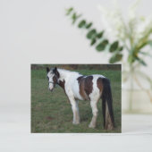 Bruin-witte paarden briefkaart (Staand voorkant)