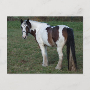 Bruin-witte paarden briefkaart