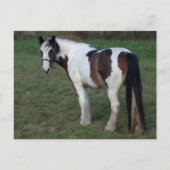 Bruin-witte paarden briefkaart (Voorkant)