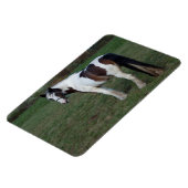 Bruin-witte paarden magneet (Linkerzijde)