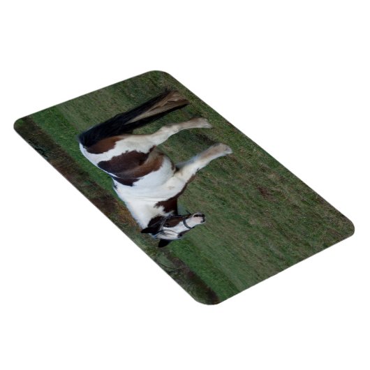 Bruin-witte paarden magneet (Rechterzijde)