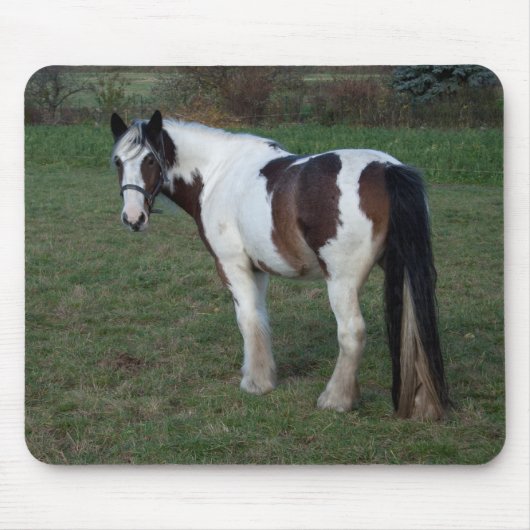 Bruin-witte paarden muismat (Voorkant)