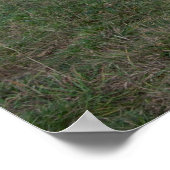 Bruin-witte paarden poster (Hoek)