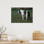 Bruin-witte paarden poster (Keuken)