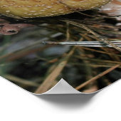 Bruin Woodland Natuur champignon Poster (Hoek)