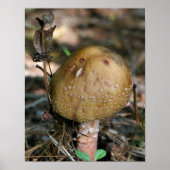 Bruin Woodland Natuur champignon Poster (Voorkant)