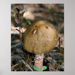 Bruin Woodland Natuur champignon Poster