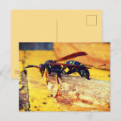 Bruin zwart geel Noordelijk Papier Wasp Grooming Briefkaart (Voorkant / Achterkant)
