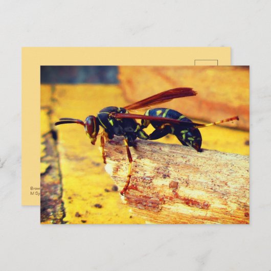 Bruin zwart geel Noordelijk Papier Wasp Grooming Briefkaart (Voorkant / Achterkant)