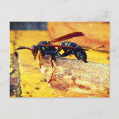 Bruin zwart geel Noordelijk Papier Wasp Grooming Briefkaart (Voorkant)