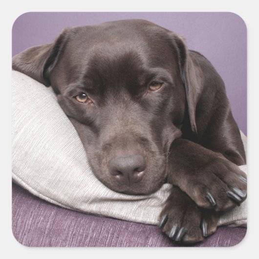 Bruin / Zwart Labrador Retriever Dog Sticker (Voorkant)