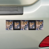 Bruin-Zwitserse kalverBumpersticker Bumpersticker (Op auto)