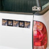 Bruin-Zwitserse kalverBumpersticker Bumpersticker (Op Truck)