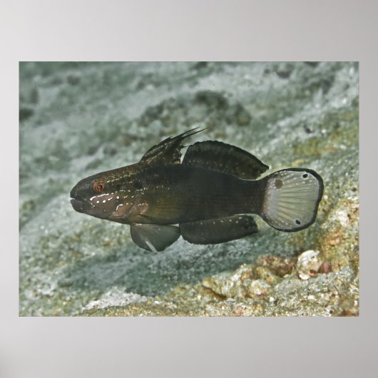 Bruinbaars Goby Poster (Voorkant)