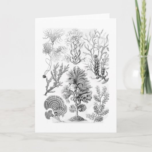 Bruine Algen Kaart (Voorkant)