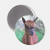 Bruine Alpaca Magneet (Voorkant / Achterkant)