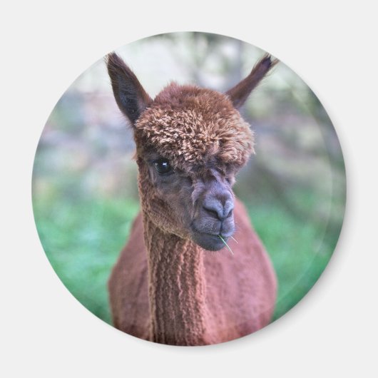 Bruine Alpaca Magneet (Voorkant)