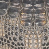 Bruine Amerikaanse alligator huidtextuur Sticker (Voorkant)