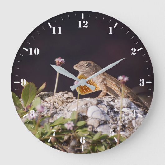 Bruine anole met een schoot grote klok (Voorkant)