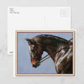 Bruine Baai Oldenburg Paardenportret Briefkaart (Voorkant / Achterkant)