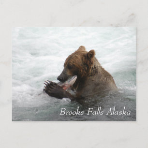 Bruine beer eet zalm in Brooks Falls Alaska  Briefkaart