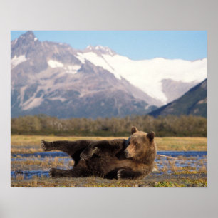 Bruine beer, grizzlybeer die zich uitstrekt op zij poster