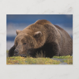 Bruine beer, grizzlybeer, een dutje doend, Katmai Briefkaart