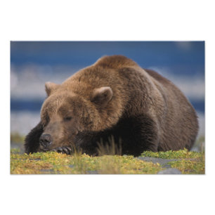Bruine beer, grizzlybeer, een dutje doend, Katmai Foto Afdruk