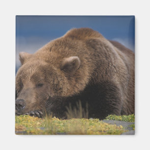 Bruine beer, grizzlybeer, een dutje doend, Katmai Magneet