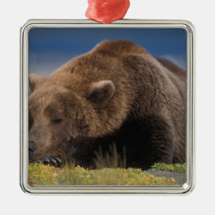 Bruine beer, grizzlybeer, een dutje doend, Katmai Metalen Ornament