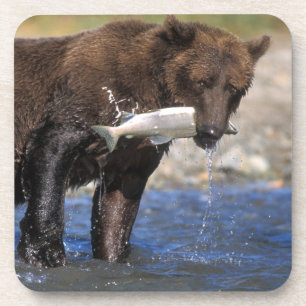 Bruine beer, grizzlybeer, met zalmvangst, bier onderzetter