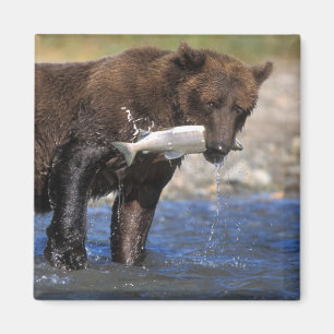 Bruine beer, grizzlybeer, met zalmvangst, magneet