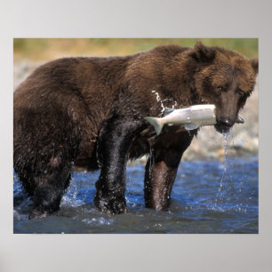 Bruine beer, grizzlybeer, met zalmvangst, poster