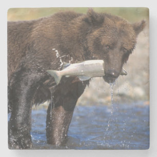 Bruine beer, grizzlybeer, met zalmvangst, stenen onderzetter