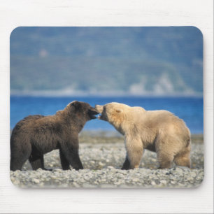 Bruine beer, grizzlybeer, spelen op het strand, muismat