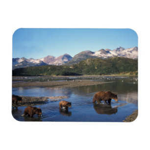 Bruine beer, grizzlybeer, zeug en welpen in magneet