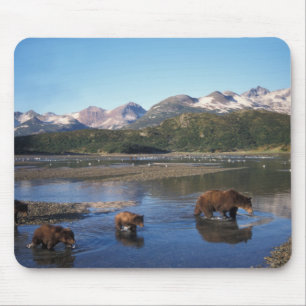 Bruine beer, grizzlybeer, zeug en welpen in muismat