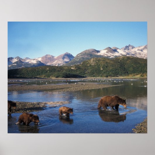 Bruine beer, grizzlybeer, zeug en welpen in poster (Voorkant)