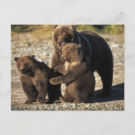 Bruine beer, grizzlybeer, zeug met jongen aan de k briefkaart