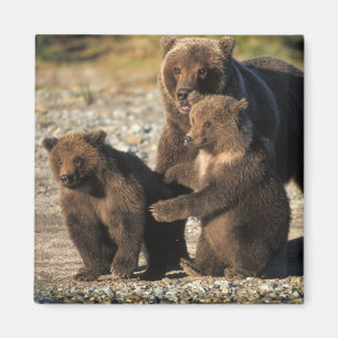 Bruine beer, grizzlybeer, zeug met jongen aan de k magneet