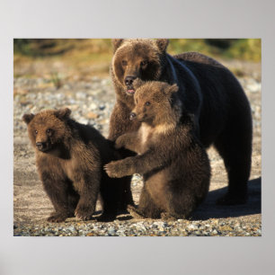 Bruine beer, grizzlybeer, zeug met jongen aan de k poster