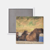 Bruine beer, grizzlybeer, zeug met jongen, magneet (Voorkant / Achterkant)