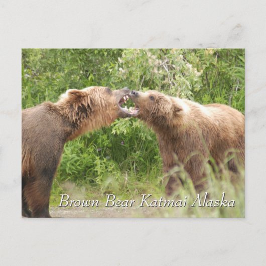 Bruine beer Katmai Alaska  Briefkaart (Voorkant)