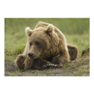 Bruine beer, of Kust Grizzlybeer, Ursus Foto Afdruk