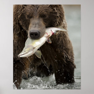Bruine beer, of Kust Grizzlybeer, Ursus Poster