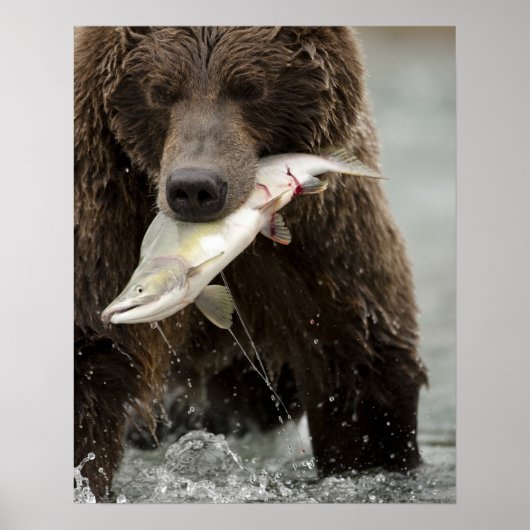 Bruine beer, of Kust Grizzlybeer, Ursus Poster (Voorkant)