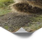 Bruine beer, of Kust Grizzlybeer, Ursus Poster (Hoek)