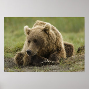 Bruine beer, of Kust Grizzlybeer, Ursus Poster