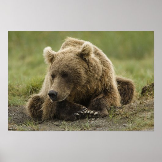 Bruine beer, of Kust Grizzlybeer, Ursus Poster (Voorkant)